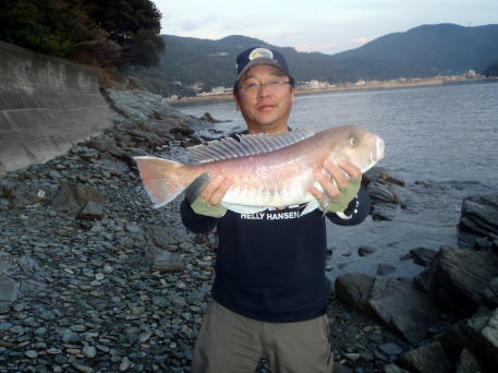 伊方町三崎のアマダイ １１月１２日 愛媛県の伊方町に日帰り釣行に行ってきた 同行者はクラブ員の隊長と大山元さん 狙いはカワハギと１１月からシーズンインするアマダイである 大山元さんは赤坂のジャリ浜 私はそこから５０ｍほど湾口の高台